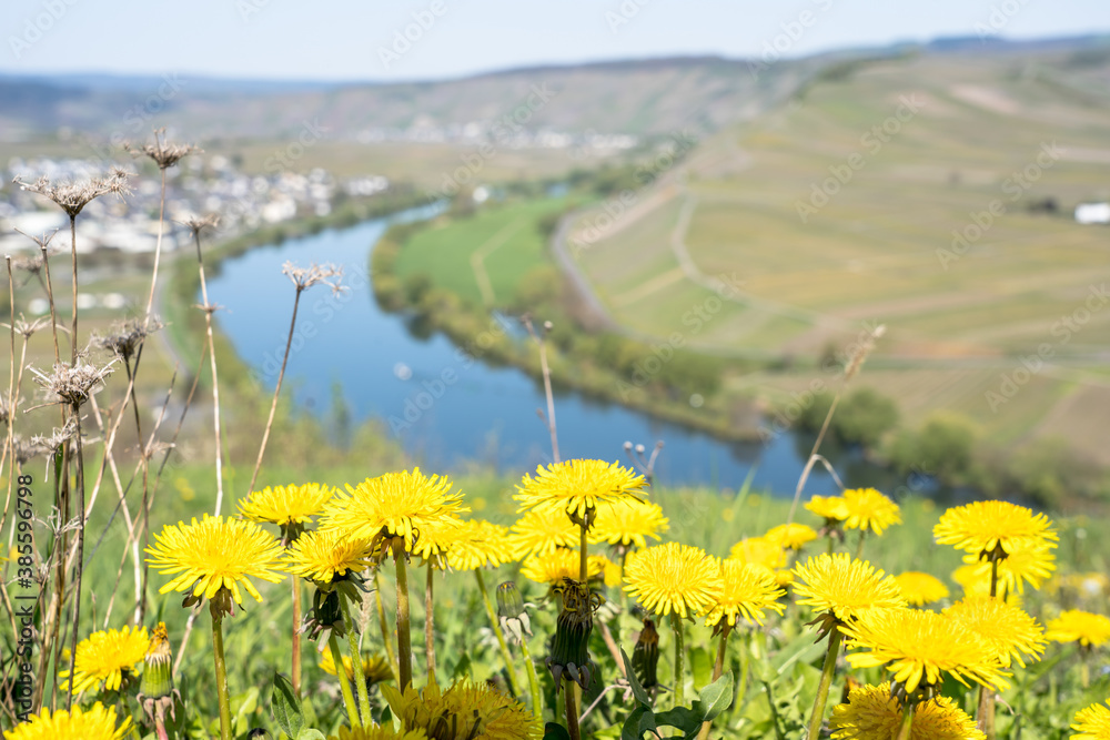 Moselle landscape and the wine village, Germany