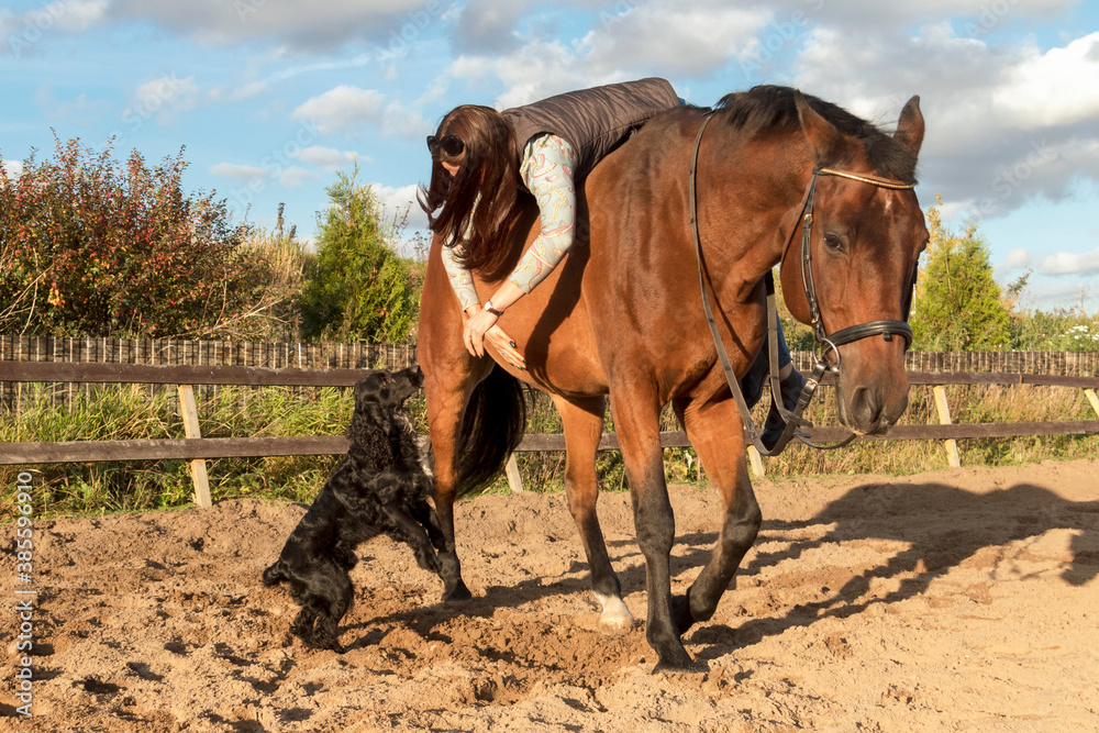 Dog wants to see the owner, who is sitting on a brown horse Dog wants to see the owner, who is sitting on a brown horse