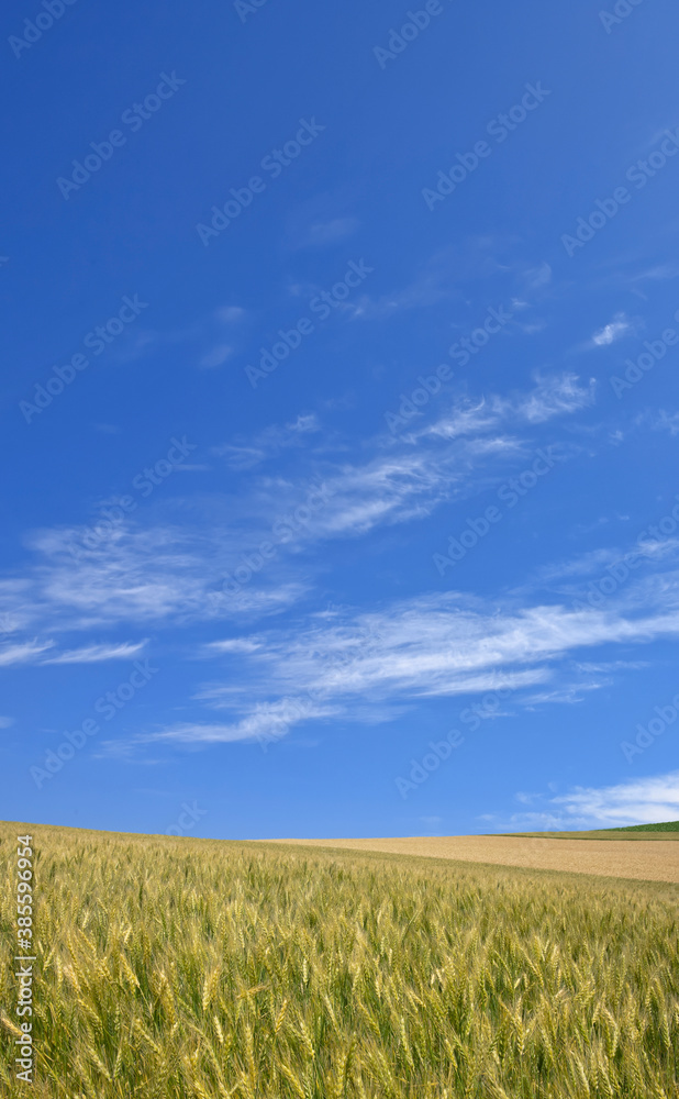麦畑と空 麦畑と空