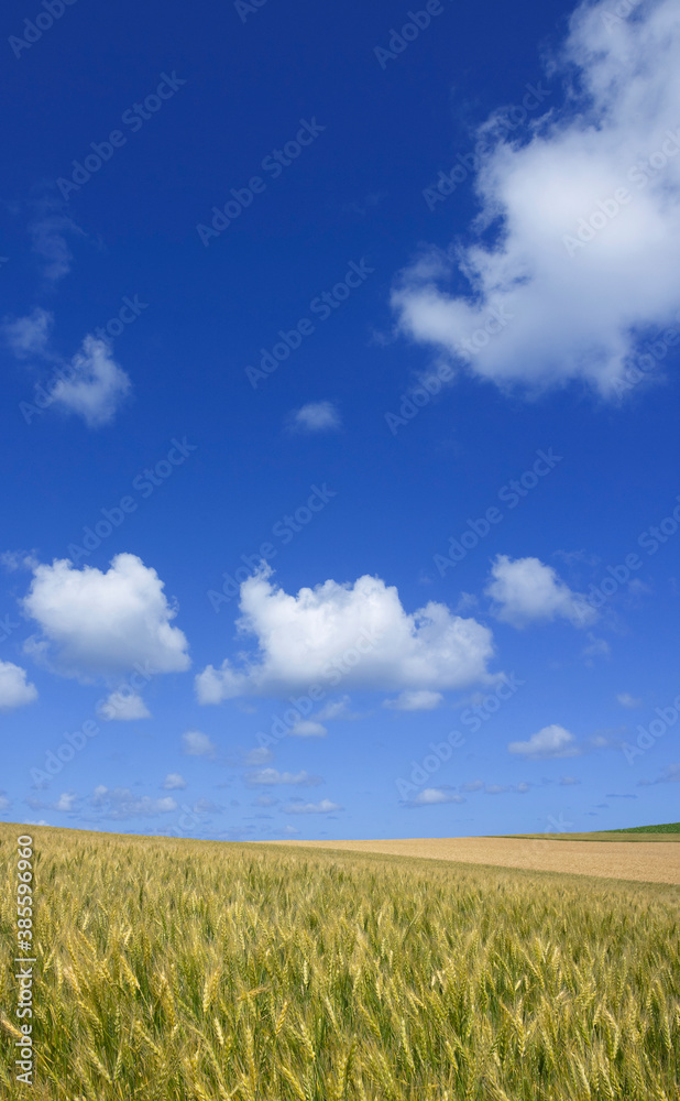 麦畑と空 麦畑と空