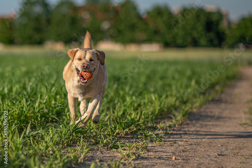 A fawn labrador is running across a green field with a ball.