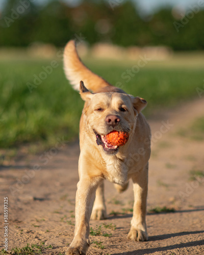 A fawn labrador is running across a green field with a ball.