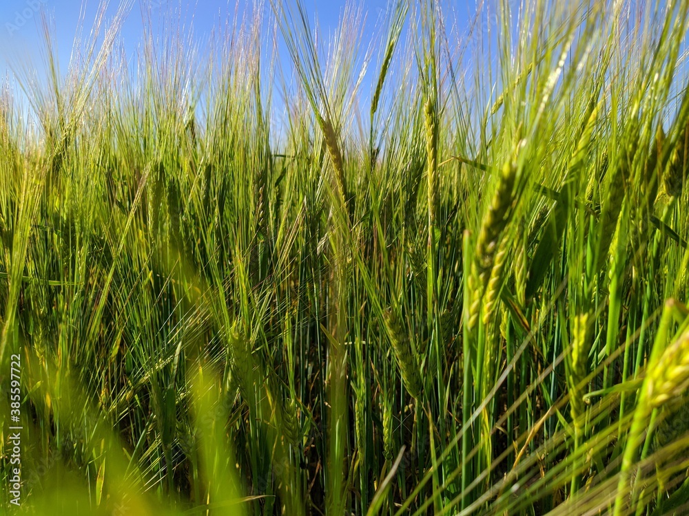 green field of young rye in the summer