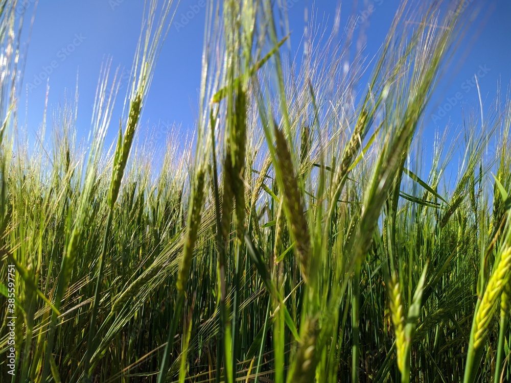 green field of young rye in the summer