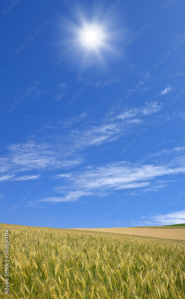 Obraz premium 麦畑と太陽