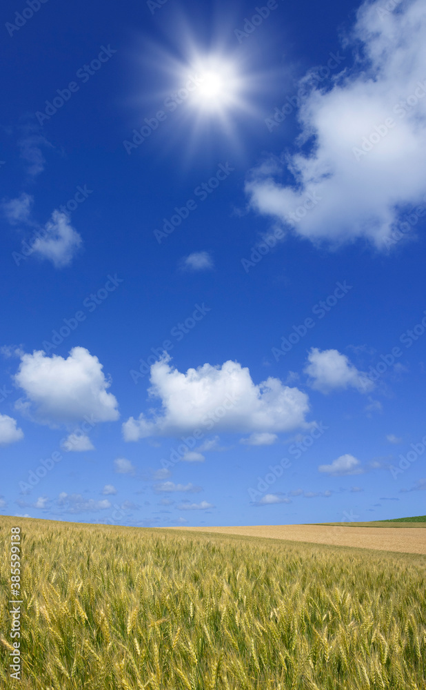 麦畑と太陽