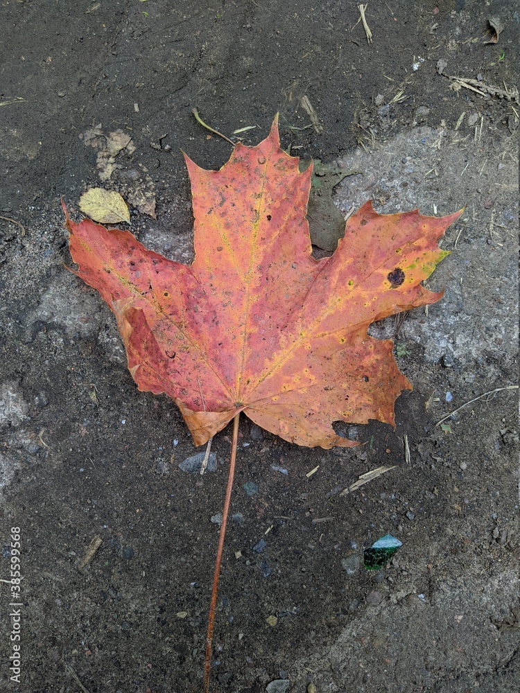 one colorful maple leaf on the asphalt in the autumn one colorful maple leaf on the asphalt in the autumn