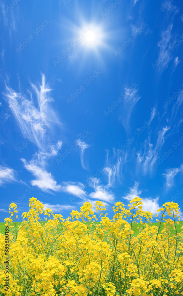 Obraz premium 菜の花と太陽