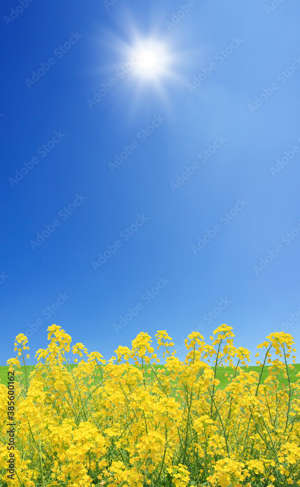 Obraz premium 菜の花と太陽