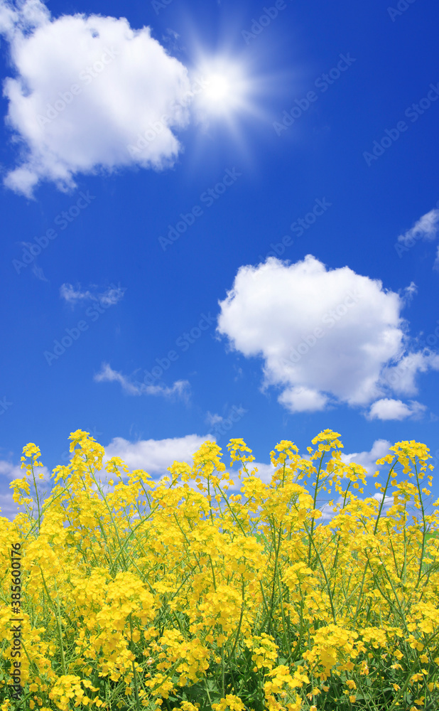 菜の花と太陽