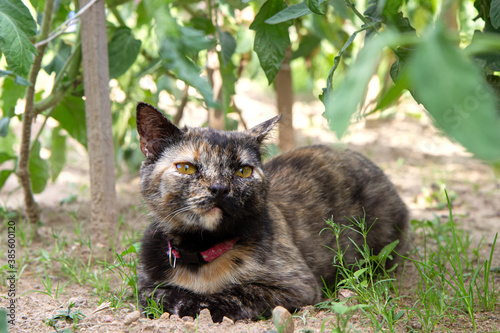 Three colored cat lieson the meadow, looking up at something. photo