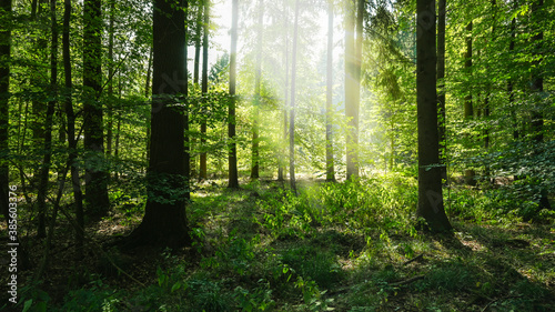 Morning sun in the summer forest - nature green environment trees in a natural woods