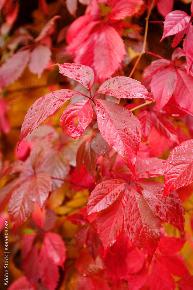 The background is made of red wild grape leaves. The background is made of red wild grape leaves.