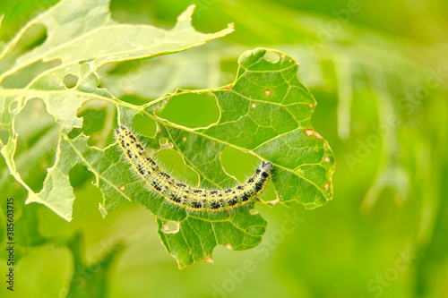 The green shaggy caterpillar destroys fresh foliage. Pests threaten the garden site.