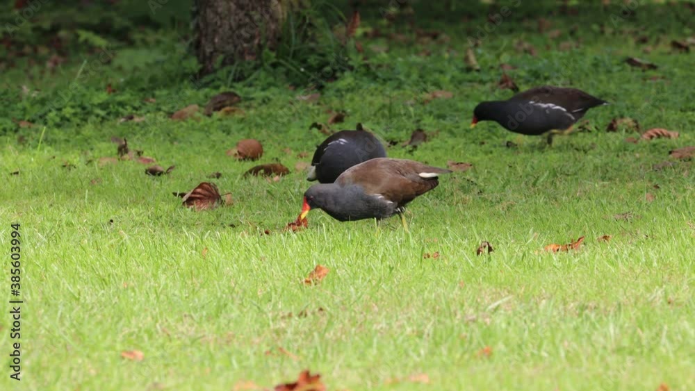 black bird with red beak sedentary moorhen black bird with red beak sedentary moorhen
