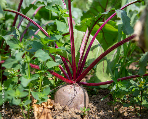 Organic Beetroot, the taproot of a Beet plant (Beta vulgaris subsp. vulgaris), growing outdoors in the soil.