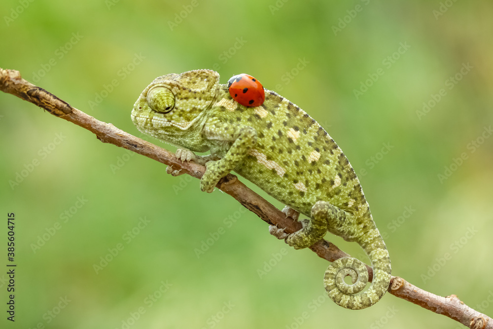 Obraz premium ladybird on a tree