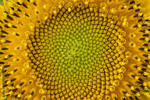 Sunflower head in high resolution and extreme closeup as a background.