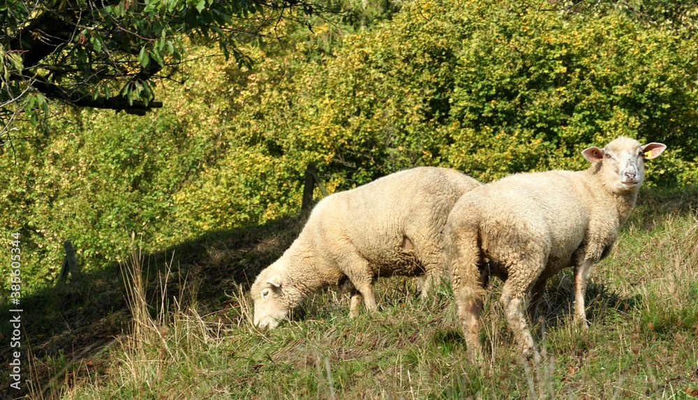 Two merino sheep grazing a grassy slope among vineyards in Weinfelden, winery region in Switzerland. Two merino sheep grazing a grassy slope among vineyards in Weinfelden, winery region in Switzerland.