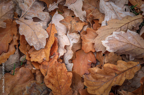 Fallen oak leaves. Background from autumn leaves. oak leaves on the ground