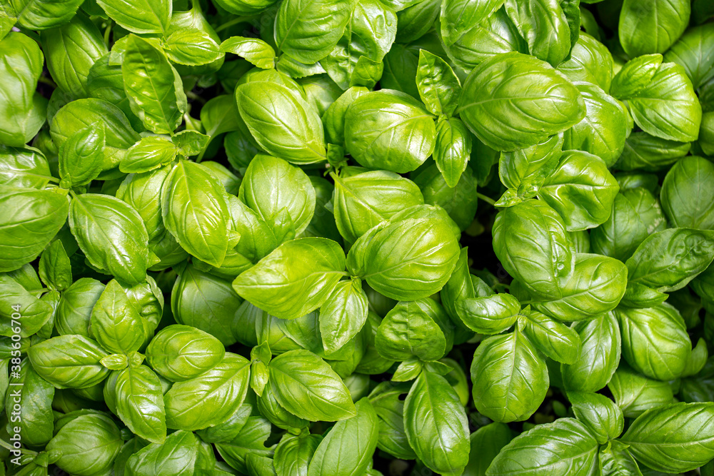 Full frame background or textures of bright green Basil (Ocimum basilicum) plants leaves. Full frame background or textures of bright green Basil (Ocimum basilicum) plants leaves.