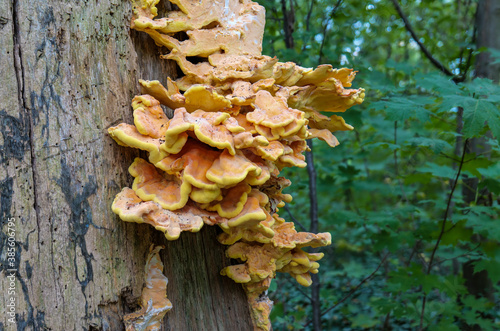 Der Pilz Schwefelporlking (Laetiporus sulphureus) an einem Baumstamm