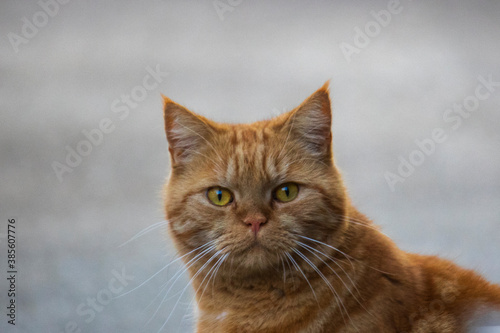 Quadro em tela red British Shorthair cat looks cranky in the camera
