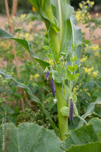 Outdoor permaculture garden with companion planting of Corn, Green beans and Pumpkin plants.