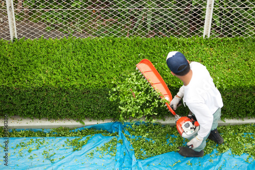 Canvastavla 電動ばさみを使う植木職人