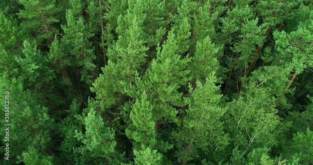 Forest landscape drone shot. Nature reserve. Green pine tree crowns swinging in wind relaxing motion. Wild park scenery aerial view. Peace tranquility. Forest landscape drone shot. Nature reserve. Green pine tree crowns swinging in wind relaxing motion. Wild park scenery aerial view. Peace tranquility.