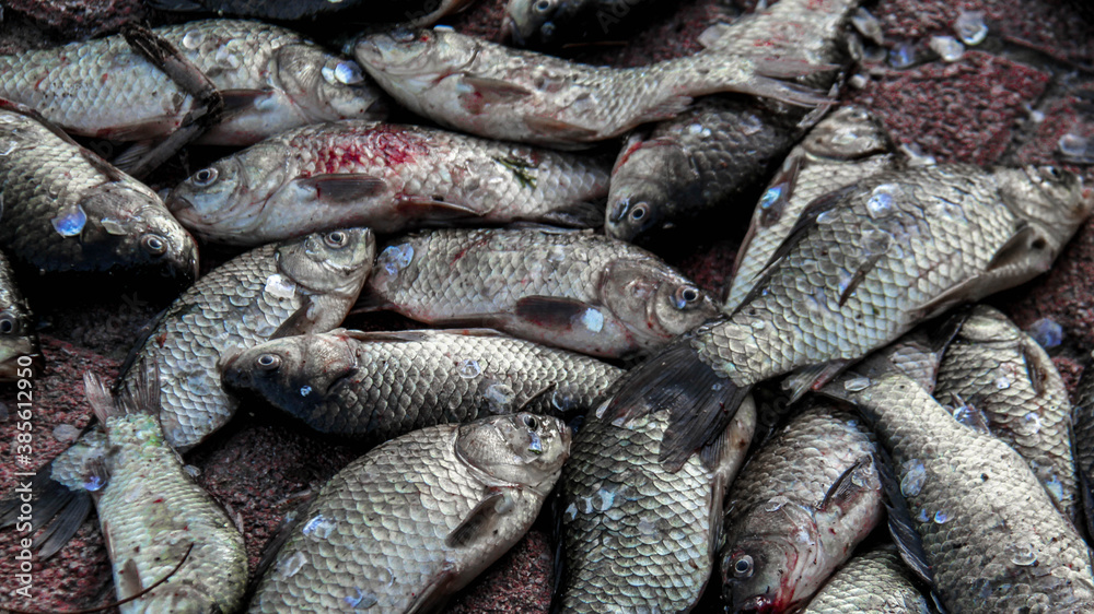 Obraz premium Close up of a pile of dead fish on the ground