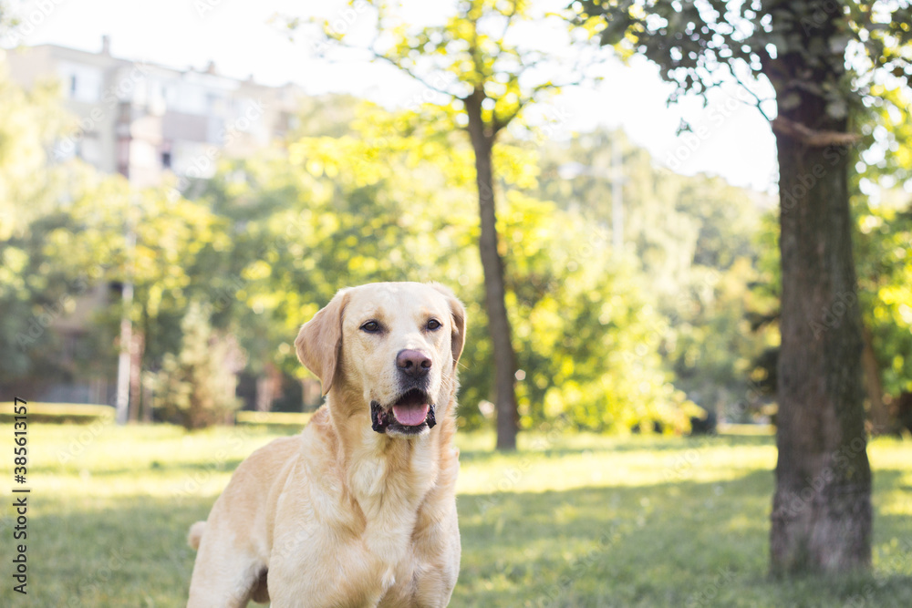 Smiling labrador dog in the city park Smiling labrador dog in the city park