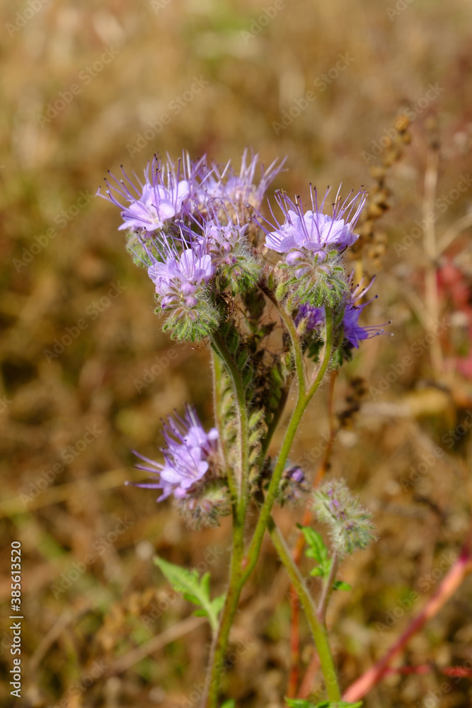 Phacelia tanacetifolia. Gorgeous blue flowers of amazing shape. They are used not only as decoration, but also as siderates in agriculture. Phacelia tanacetifolia. Gorgeous blue flowers of amazing shape. They are used not only as decoration, but also as siderates in agriculture.