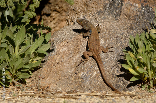 Gallotia galloti - Gallots lizard, Tenerife lizard or Western Canaries lizard is a species of lacertid wall lizard in the genus Gallotia found on the Canary Islands of Tenerife and La Palma photo