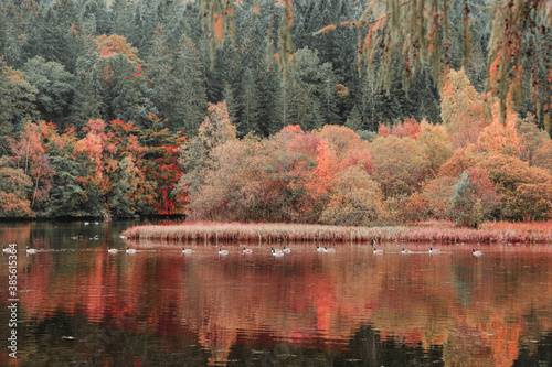 autumn in the forest