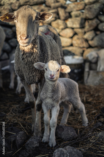 Borrego pequeño con su madre en el campo.