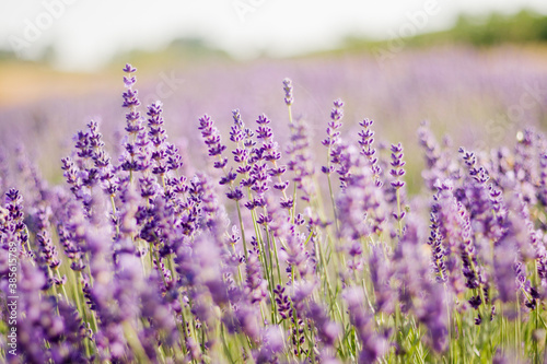 Lavender flowers in the field close up