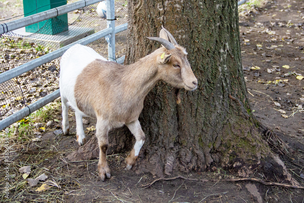 The West African Dwarf goat is a traditional breed of West and Central Africa, Capra aegagrus hircus The West African Dwarf goat is a traditional breed of West and Central Africa, Capra aegagrus hircus