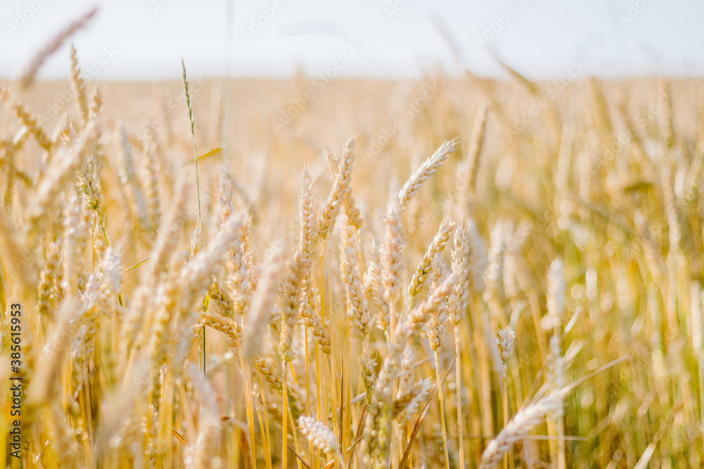 Fototapeta premium Spikelets of ripe wheat close up agricultural background
