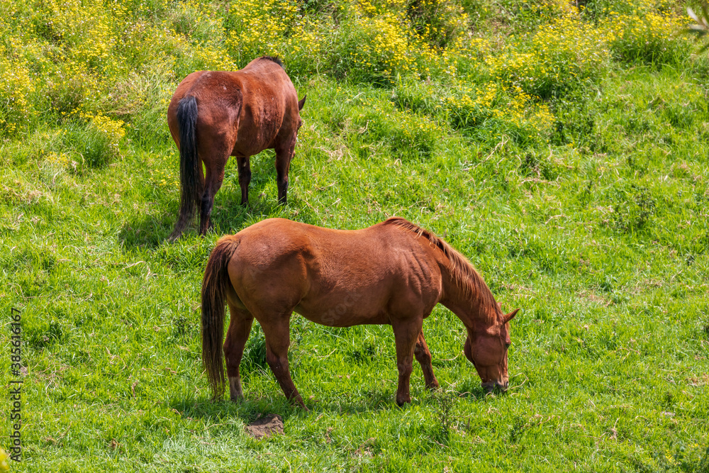 Brown horses in a green pasture in regional Australia
