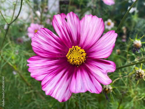 Pink and purple cosmos flower with green leaves and grey stone