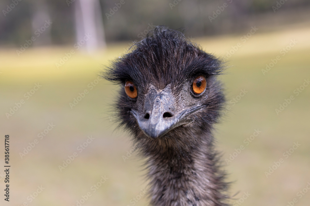 Fototapeta premium Close up portrait of the head of an Australian Emu in regional Australia