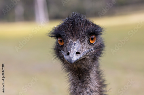 Close up portrait of the head of an Australian Emu in regional Australia