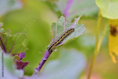 Photography Cabbage caterpillar on a green eaten cabbage leaf