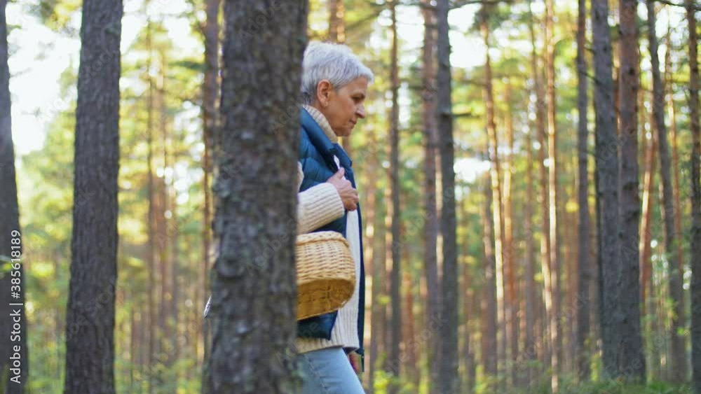 picking season, leisure and people concept - senior woman with basket walking in autumn forest