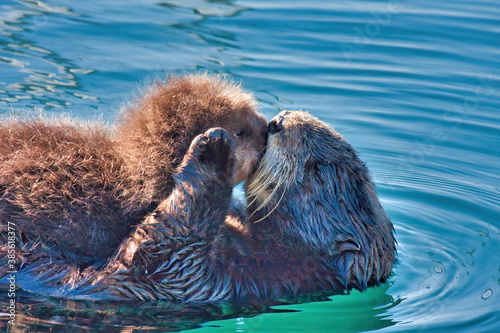 Mother sea otter kissing her young pup.