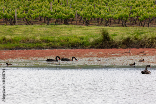 Two black swans paddling on a lake in regional Australia © Phillip