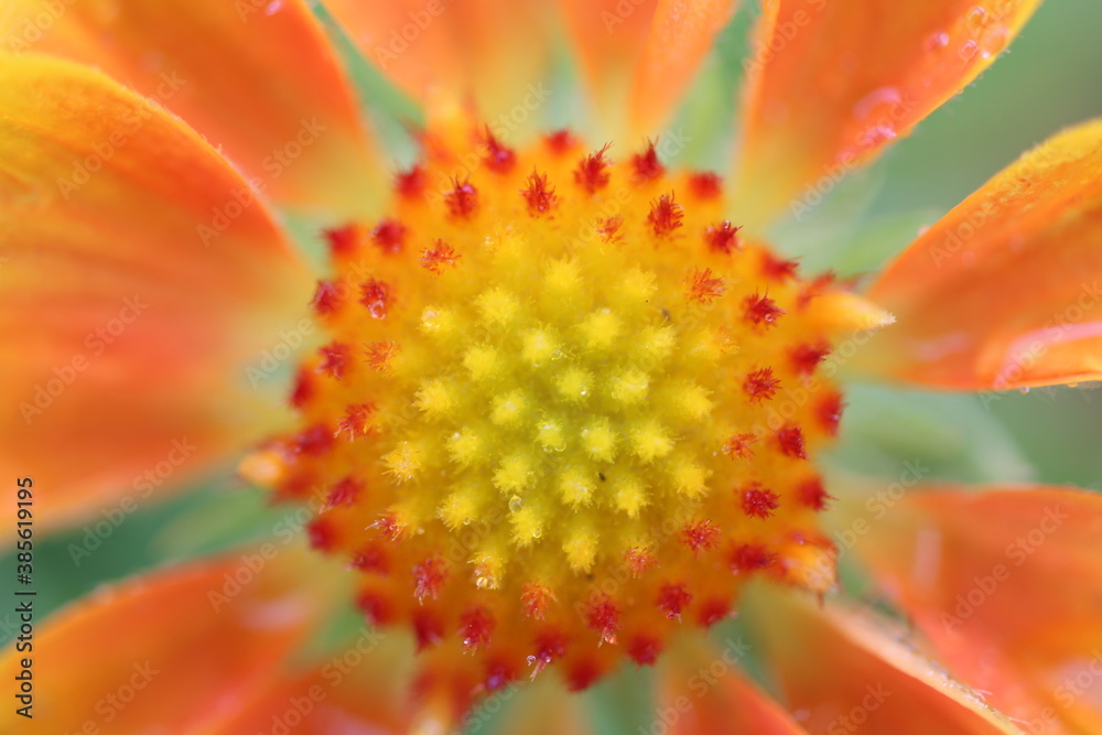 orange flower macro orange flower macro