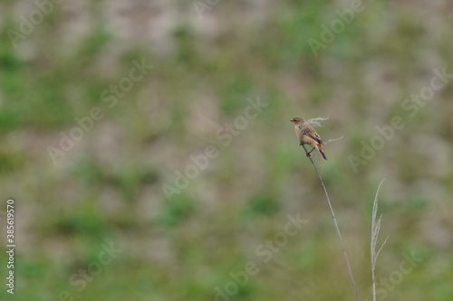 common stonechat on grass © Matthewadobe