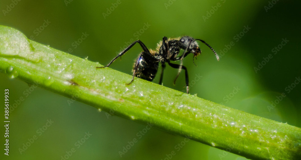 Hormiga negra haciendo su trabajo en mi jardín
Hormiga negra haciendo su trabajo en mi jardín